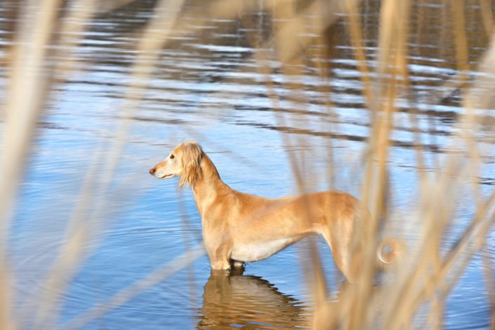 Il pelo dei nostri Levrieri - Saluki