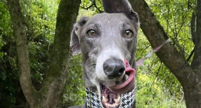 Leo 4 Greyhound