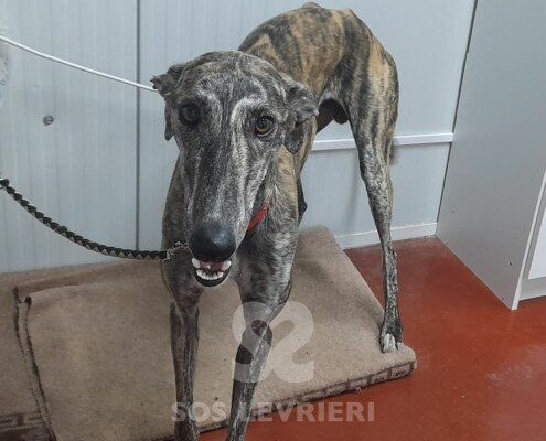 Liam Galgo