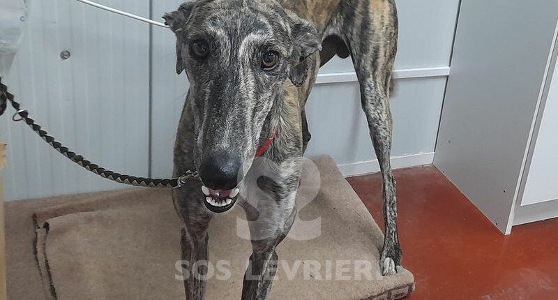 Liam Galgo