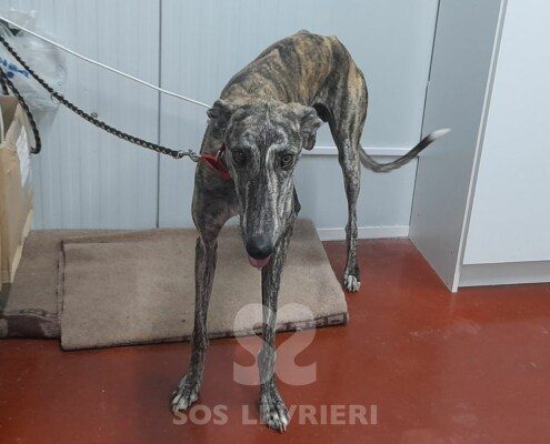 Liam Galgo