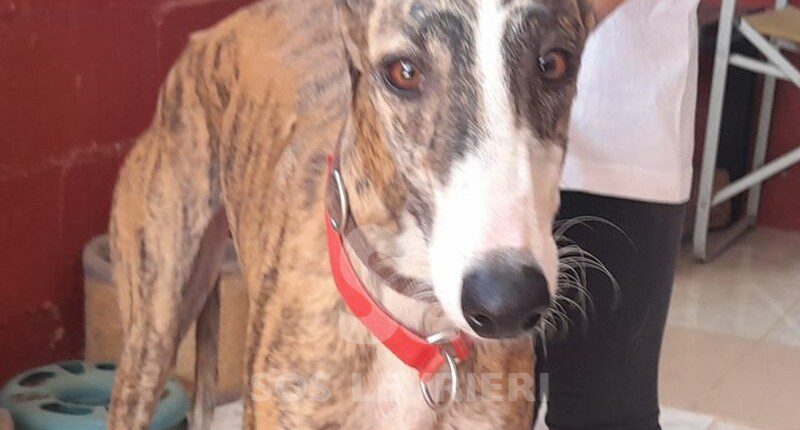 Lidia Galgo