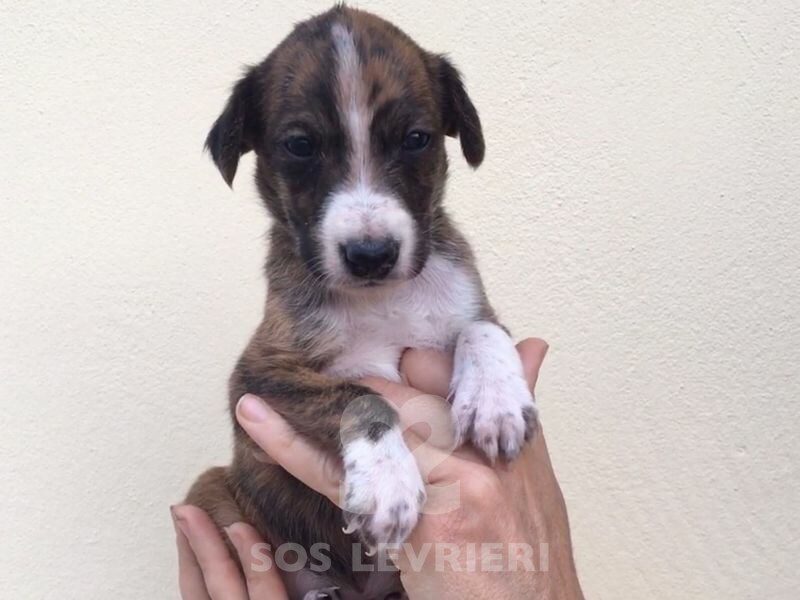 Mariquita Galgo