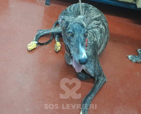 Momoko Galgo