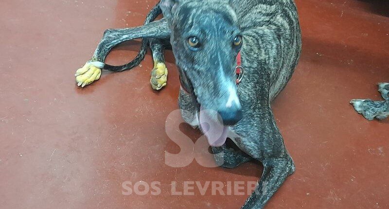 Momoko Galgo
