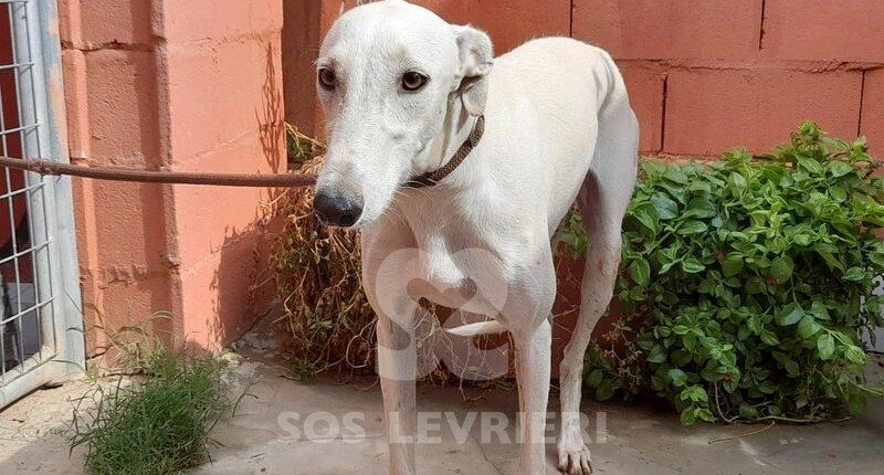Sayuri Galgo