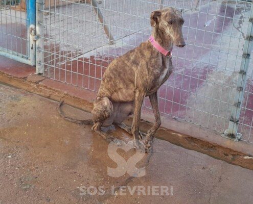 Rania 2 Galgo