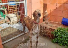 Romeo 6 Galgo