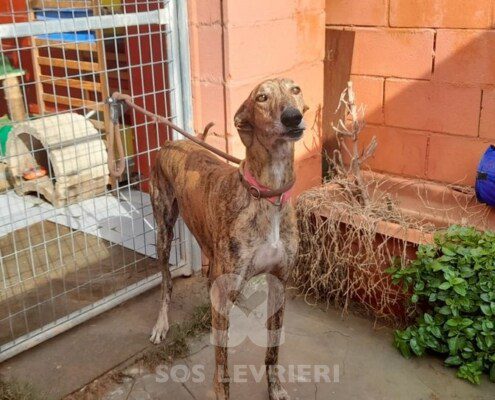 Romeo 6 Galgo