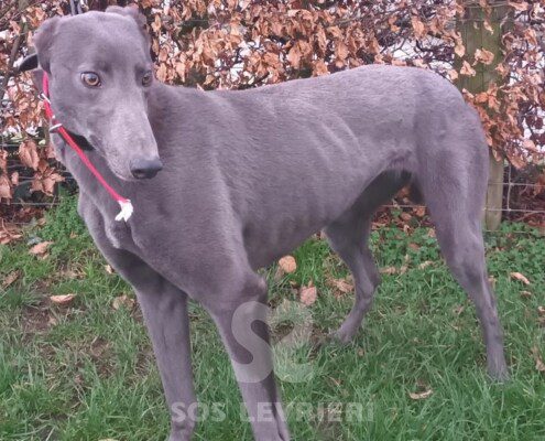 Bluey 5 Greyhound