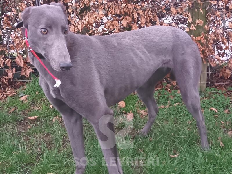 Bluey 5 Greyhound