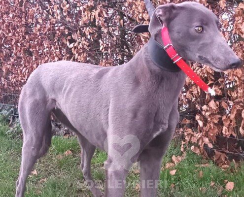 Bluey 5 Greyhound