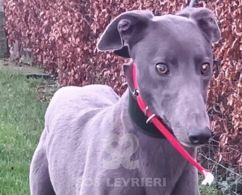 Bluey 5 Greyhound