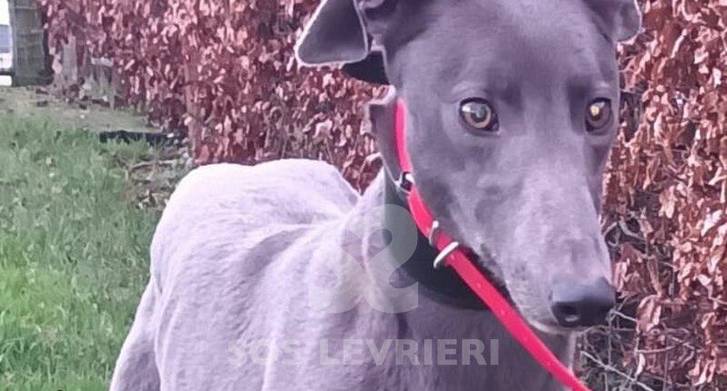 Bluey 5 Greyhound