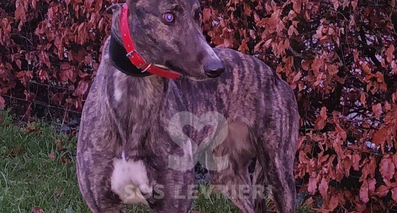 Ellen Greyhound