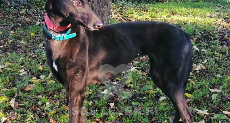 Glory Celine Greyhound