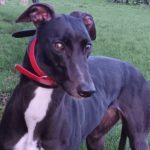 Holly 6 Greyhound
