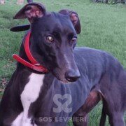 Holly 6 Greyhound