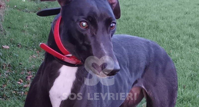 Holly 6 Greyhound