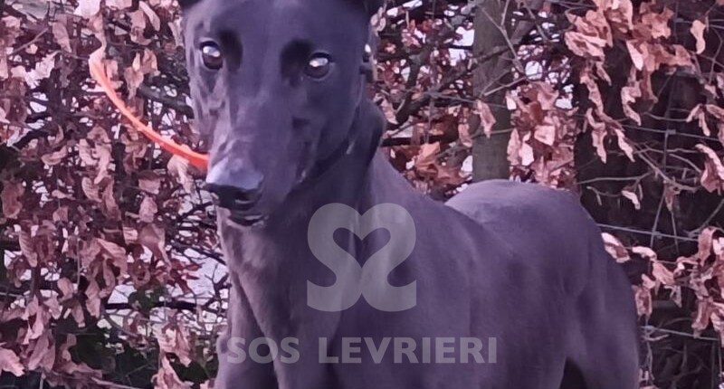 Ruby 4 Greyhound
