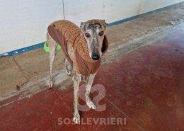 Sony Galgo