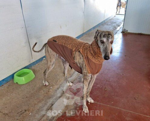 Sony Galgo