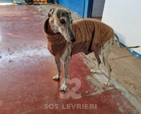 Sony Galgo