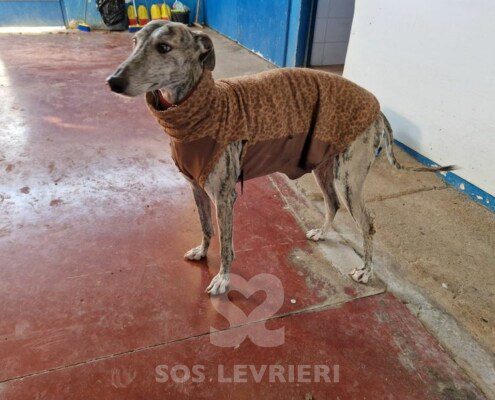 Sony Galgo