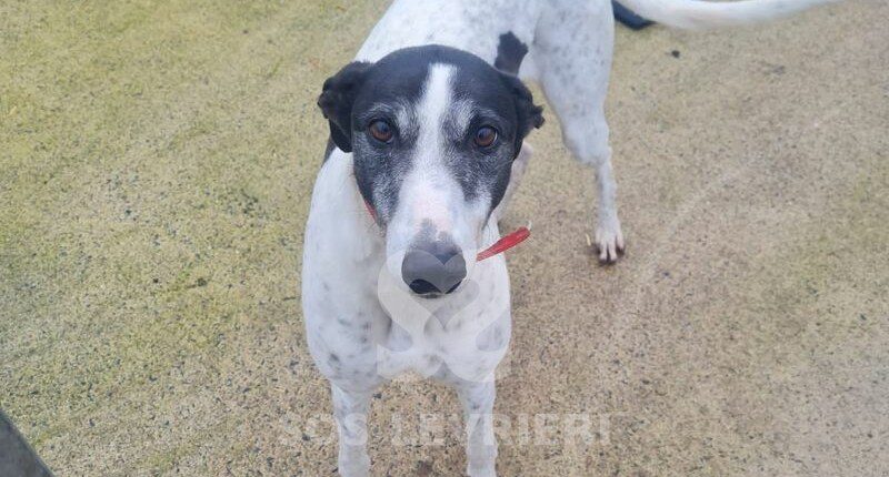 Venus 3 Greyhound