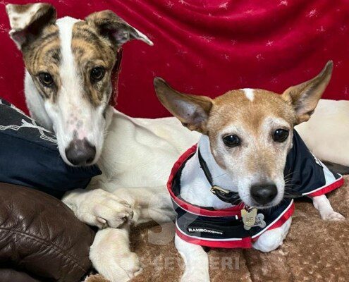 Rocky Patch Greyhound
