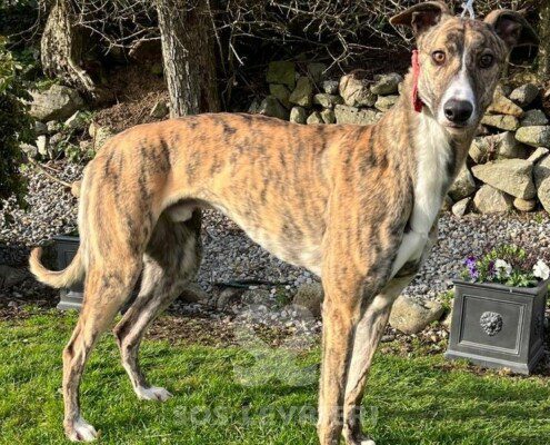 Sandyman Greyhound