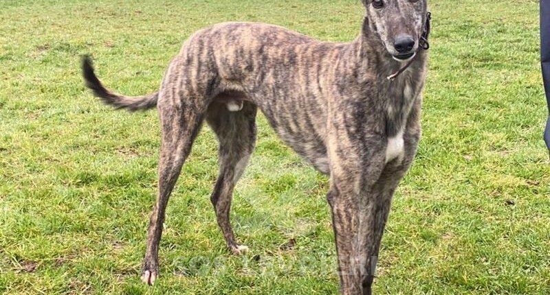 Billy 2 Greyhound