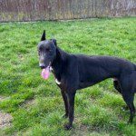 Chase 3 Greyhound