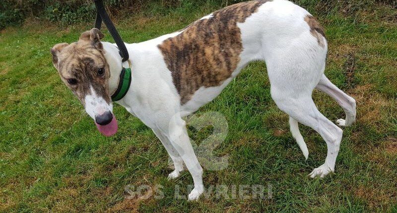 Maddie Greyhound