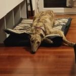 Marian Greyhound
