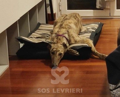 Marian Greyhound