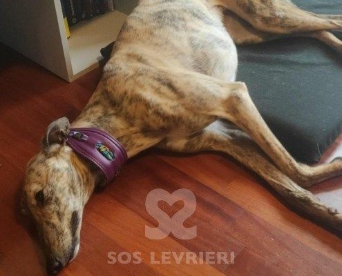 Marian Greyhound