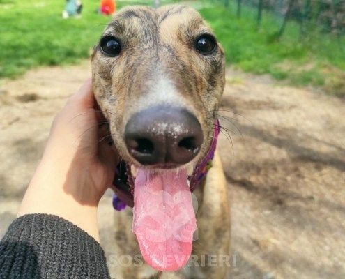 Marian Greyhound