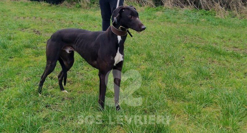Mick Greyhound