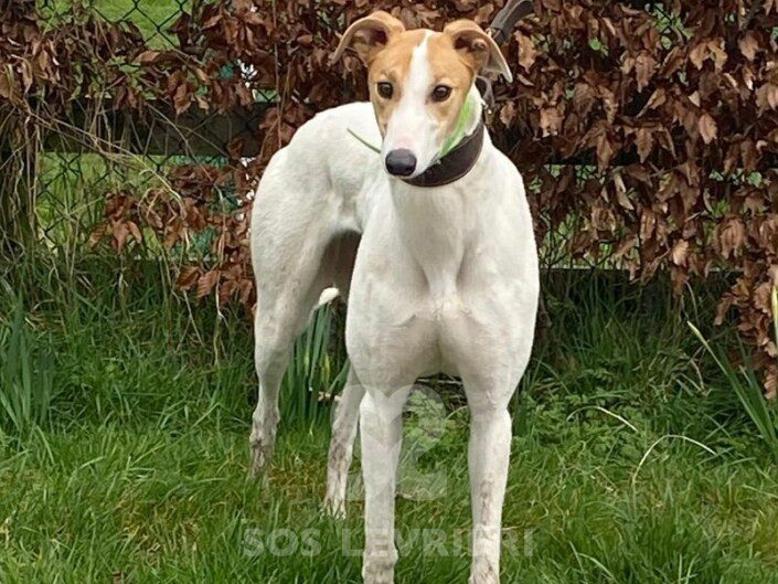 Noreen Greyhound