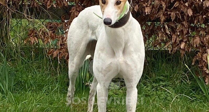 Noreen Greyhound