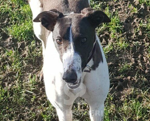 Rose 3 Greyhound