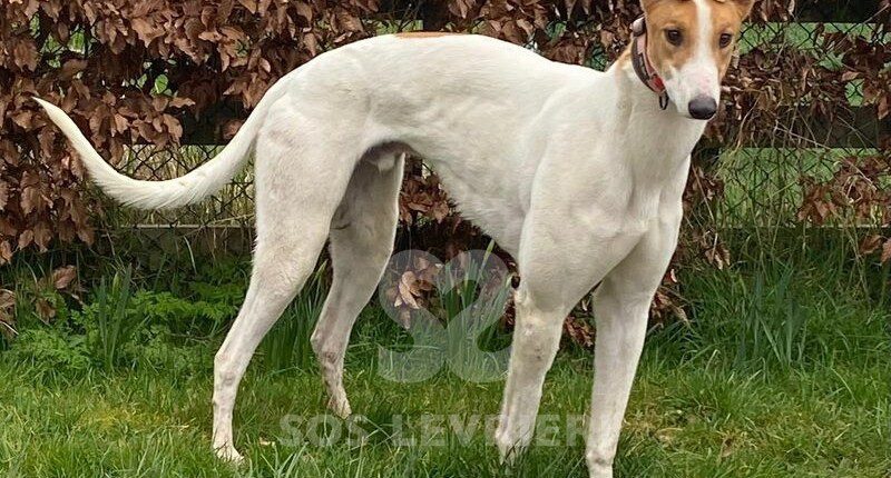 Sam 2 Greyhound