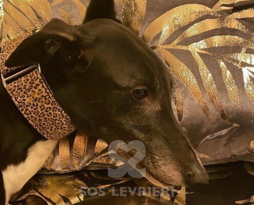 Taylor 3 Greyhound