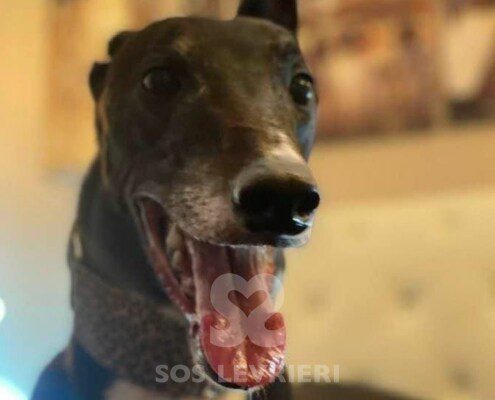 Taylor 3 Greyhound