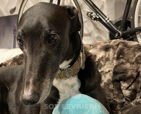 Taylor 3 Greyhound