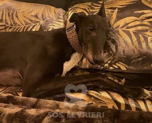 Taylor 3 Greyhound