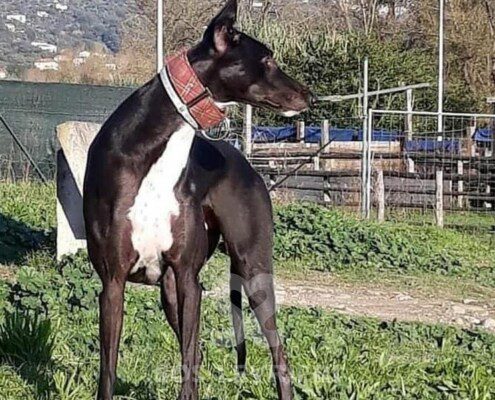 Taylor 3 Greyhound