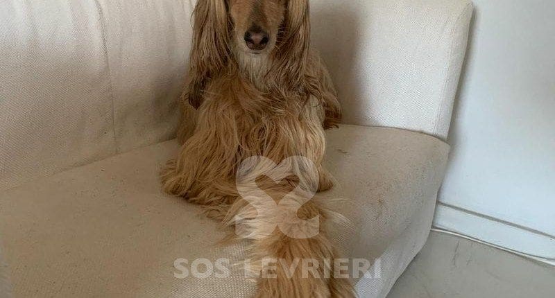 Belle Levriero Afgano