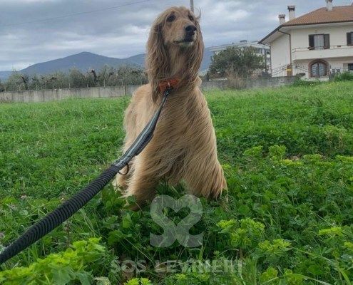Belle Levriero Afgano